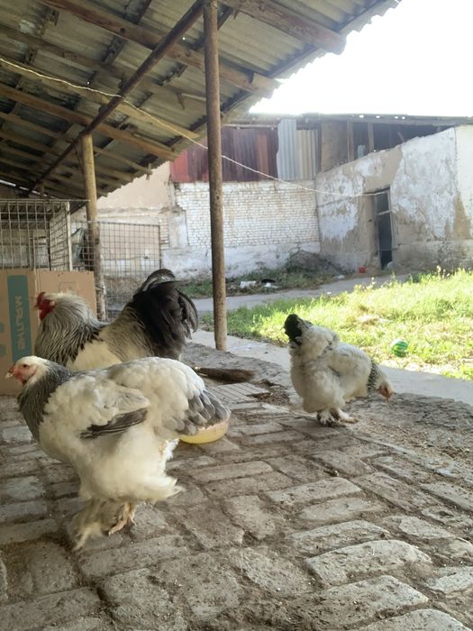1yillk tovuqlar 3tasi tuxumda 1tasi kurkdan chiqdi