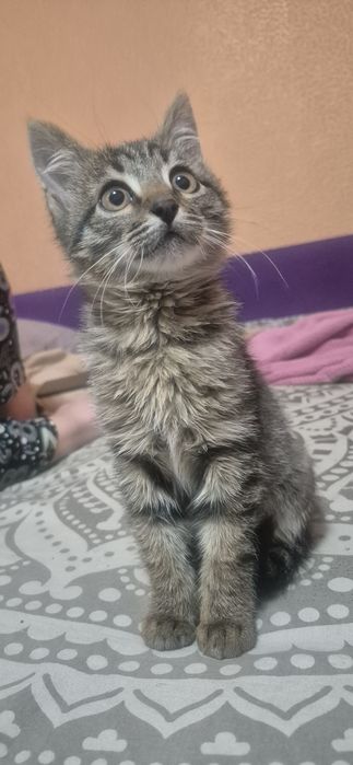Отдам котенка в добрые руки