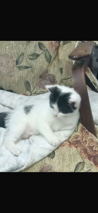 Маленькие котята