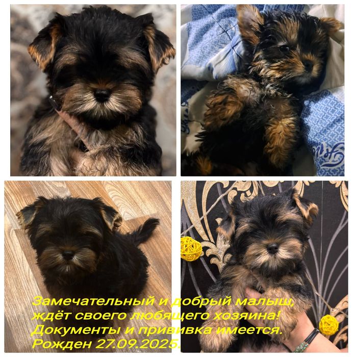 Йоркширский терьер