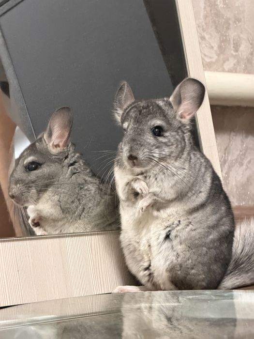 Продается Шиншилла серый