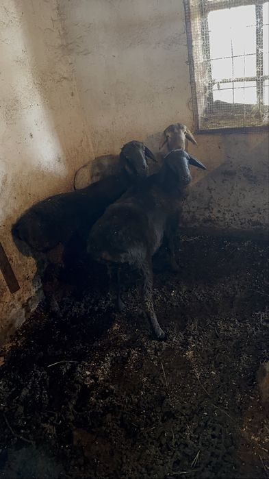 Продам 3 кошкар