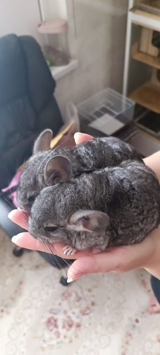 Продам щенков шиншиллы