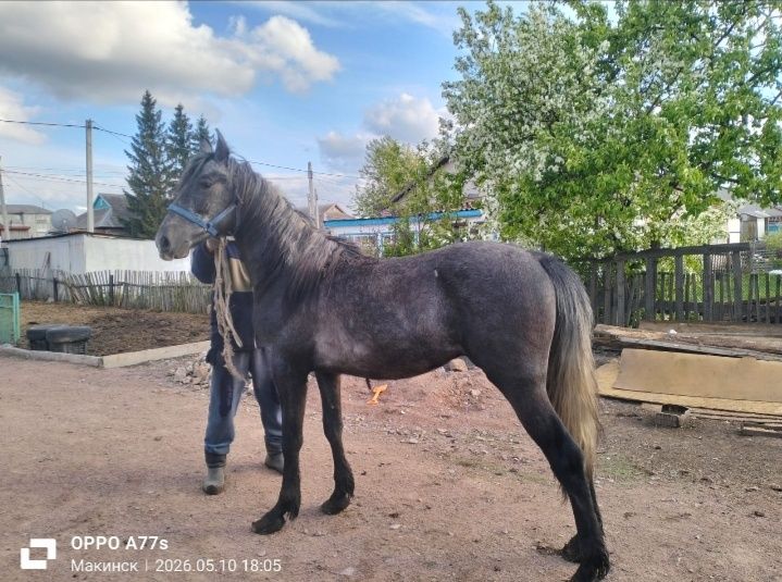 Продам Орловского жеребчика.