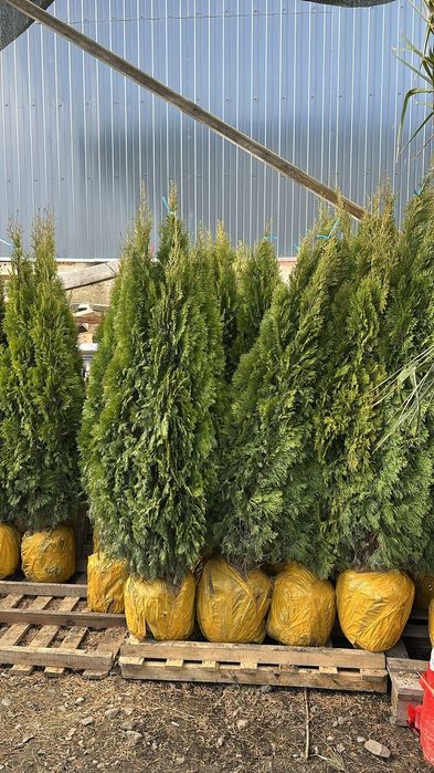 Саженцы ель Тополь яблони