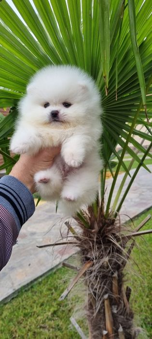 Померан мини померан