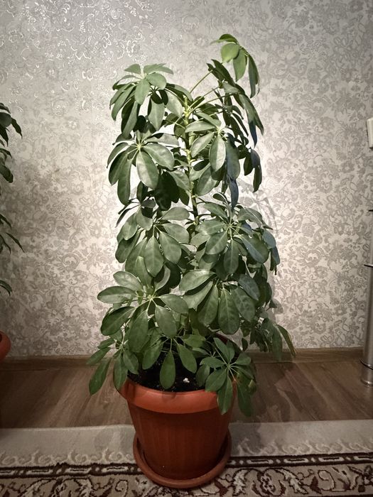 Комнатные растения