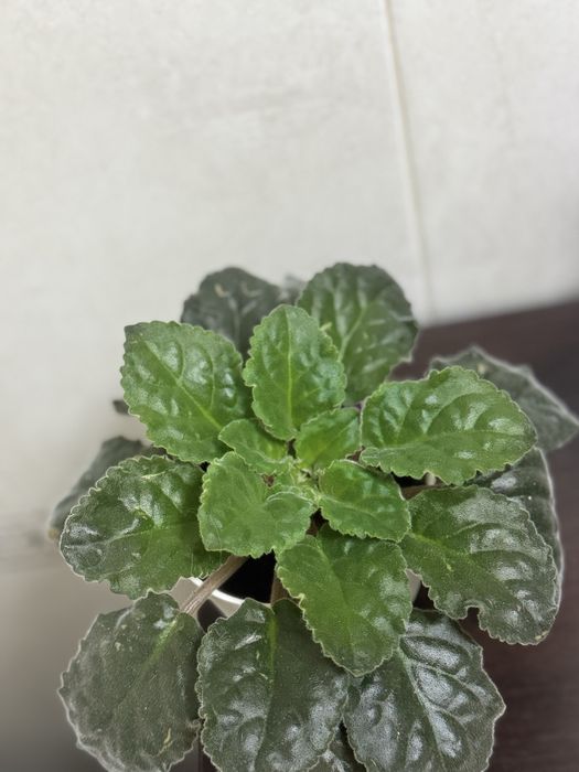 Продам Фиалки сортовые