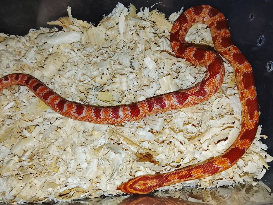 В продаже маисовый полос самка