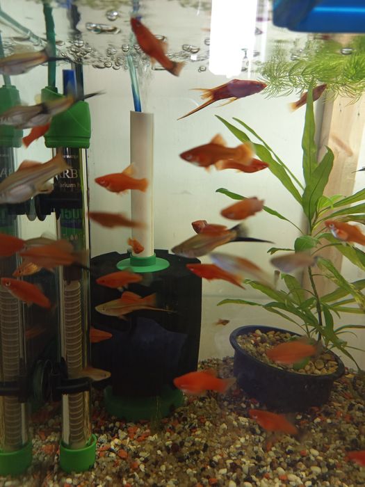 Аквариумный рыбки