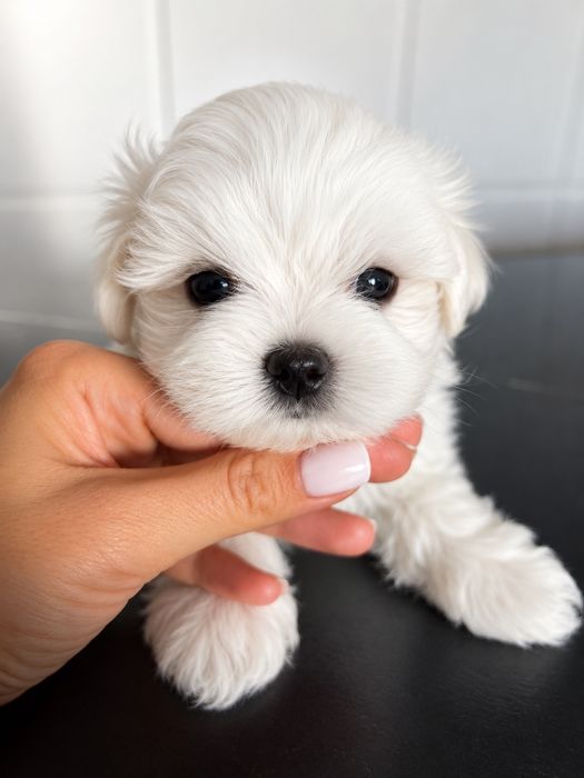 Bichon Maltez Mini toy