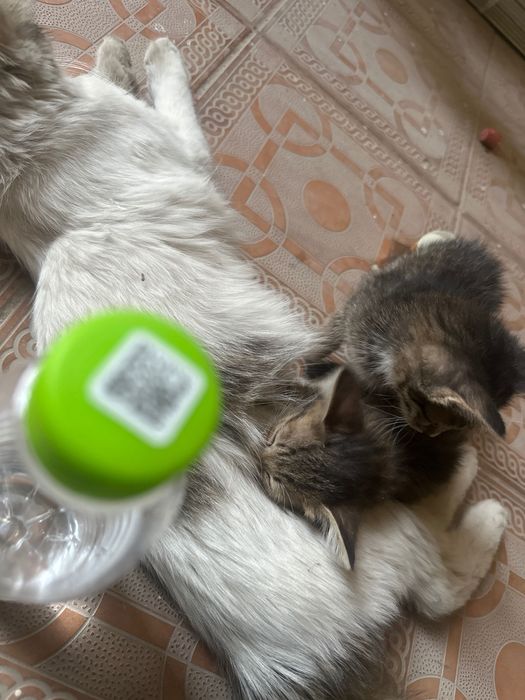 Кошка родила в подъезде, отдам даром котят