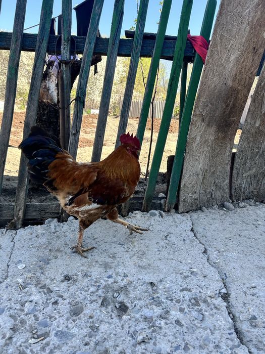 Жас әтеш сатамын