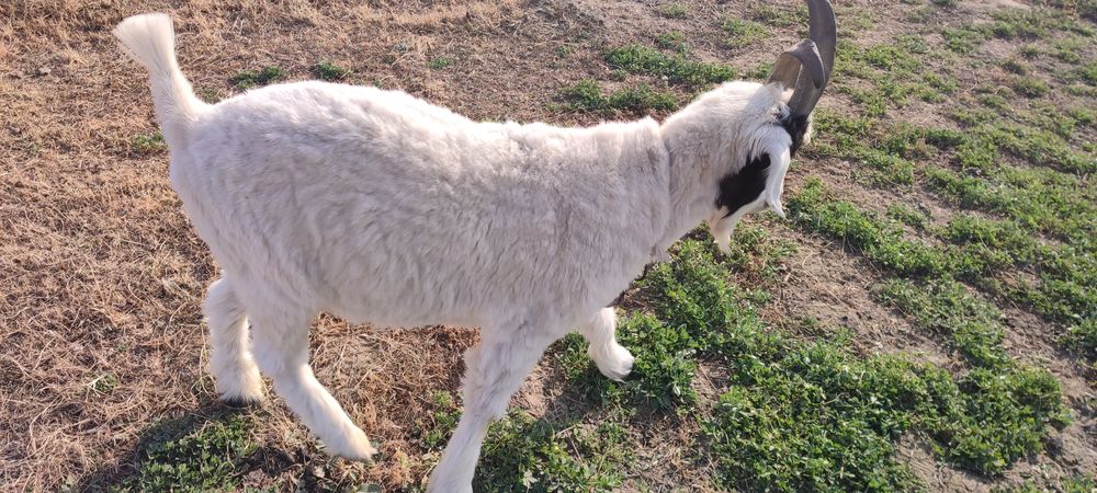 Echki 2 yoshar katta sarka