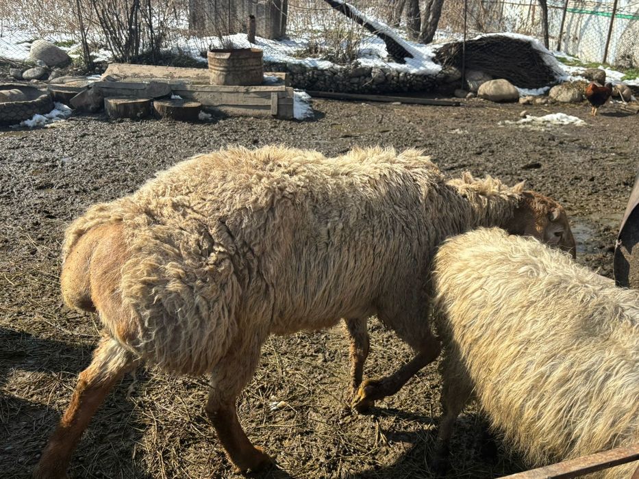 Қошқар 2,5 года.