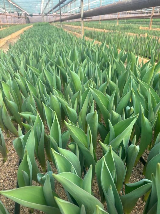 Крупный тюльпан.