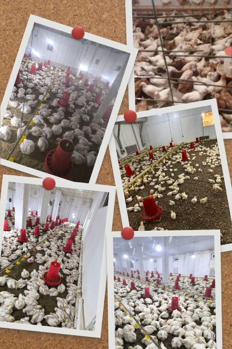 Куры Бройлер, живой вес, тушки