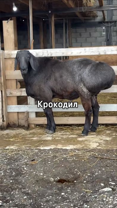 Ұрықтыққа гиссар қошқар сатылады