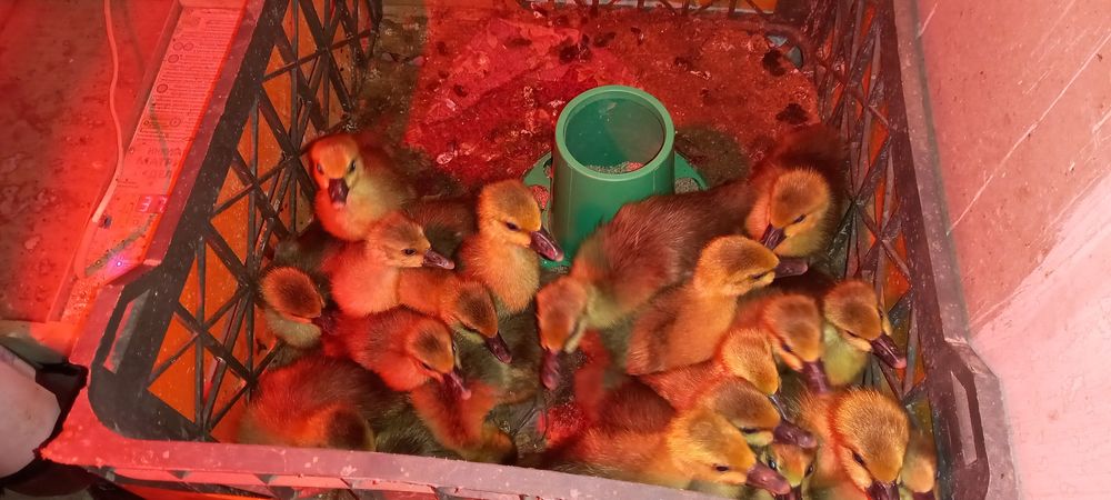 Гусьята_ утята 3000тг