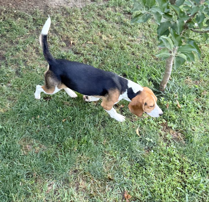 Mascul beagle 10 luni