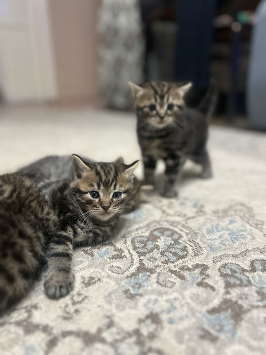 Котята скотиш страйт