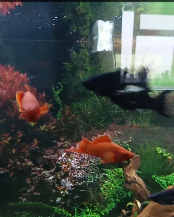 Меченосец Рубин Кин Конг