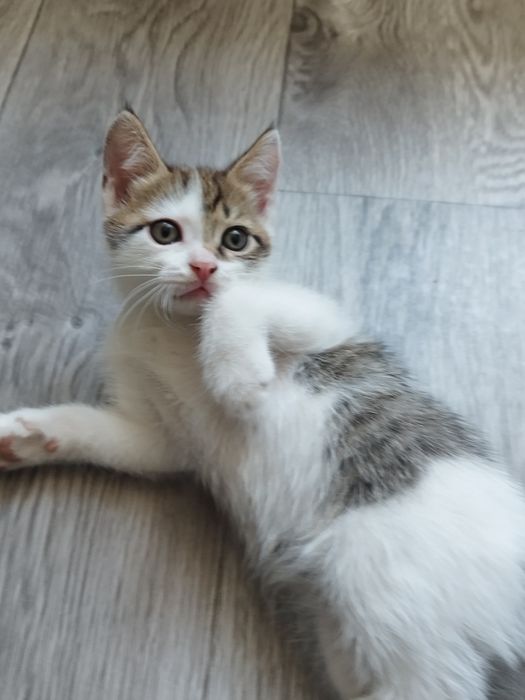 Маленький котёнок девочка