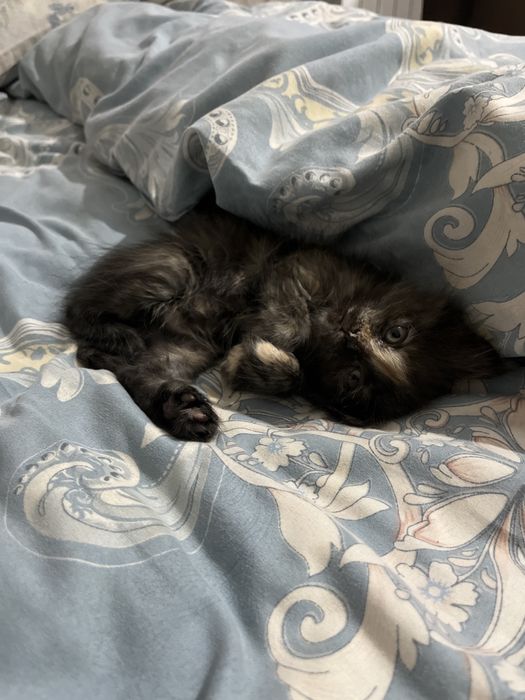 котенок маленький мальчик