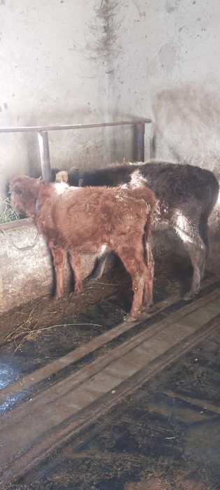 Продам телят три четыре месеца