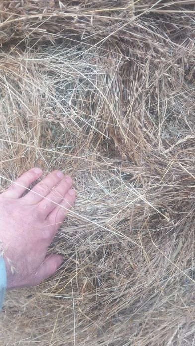 Baloti mari de FAN 180/120 mărime