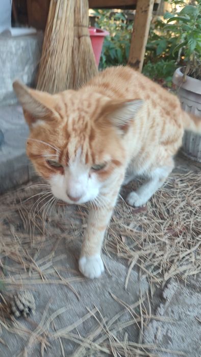 Котик рыжий кот в добрые руки
