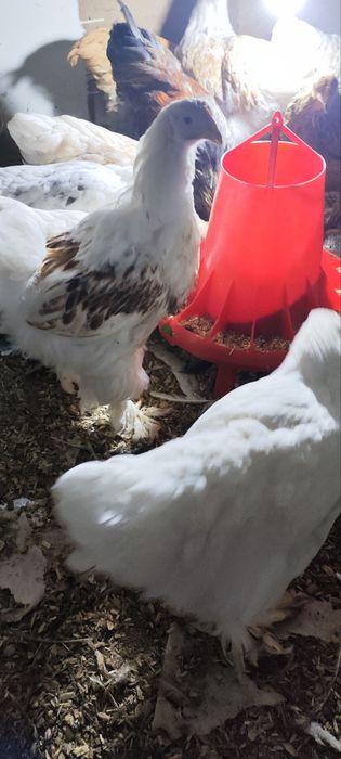 Брамма белый золото