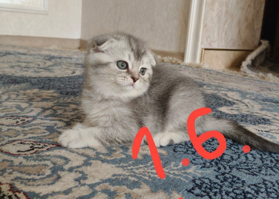 Тоза зотли мушукларимиз сотувда