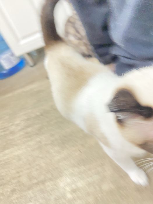 Отдам кошку,в добрые руки