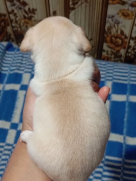 Щенки чихуахуа продажа