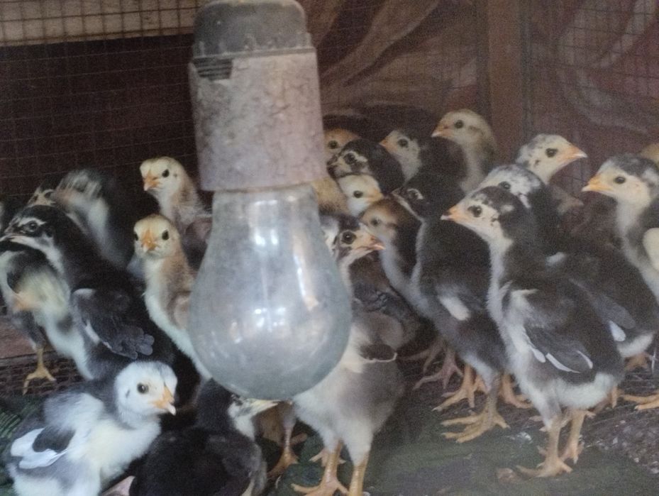 Брама жумыртка шоше товук бар