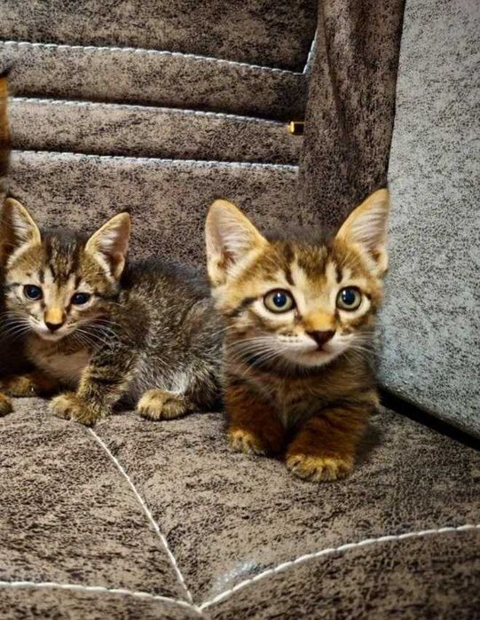 Отдам котят 3 месячные