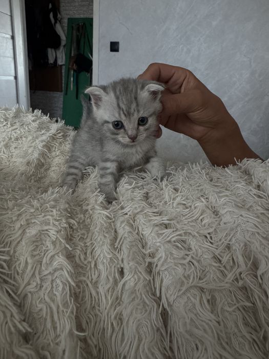 котята шотландские