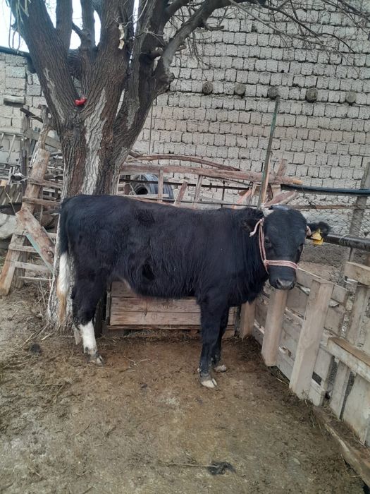 Бұқа 1 жасар өгіз