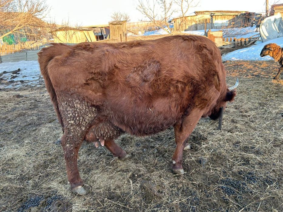 Продам крс и баранов