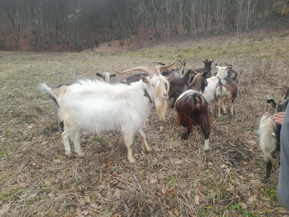 Vand capre ,400 lei bucata