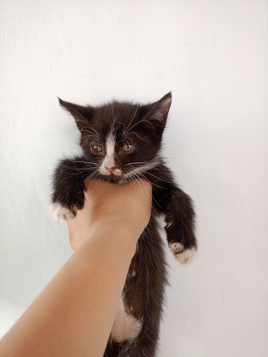 Отдам даром котят