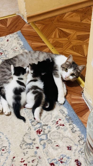 Отдам котят в добрые руки