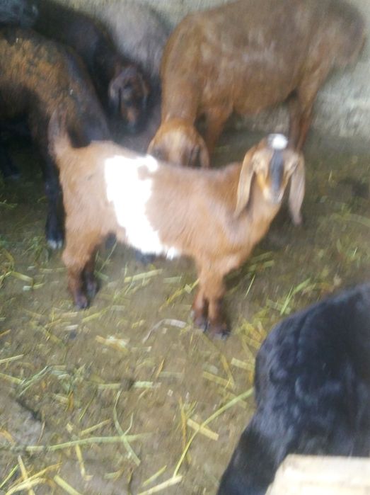 Эчки сотилади зотли