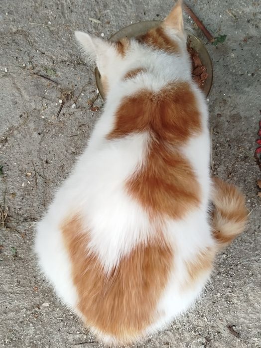 3-месечни котета търсят дом