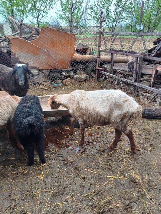 Қой сатылады Туркестан