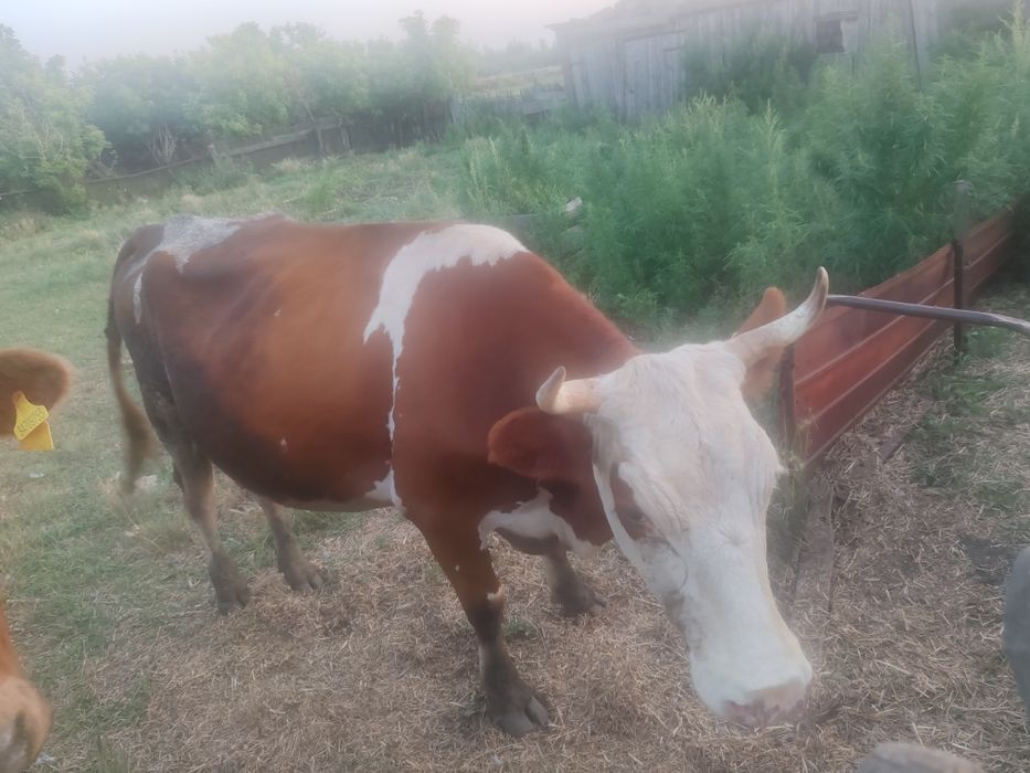 Продам дойную корову