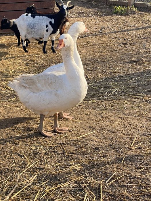 Продавам гъсета 4 бр