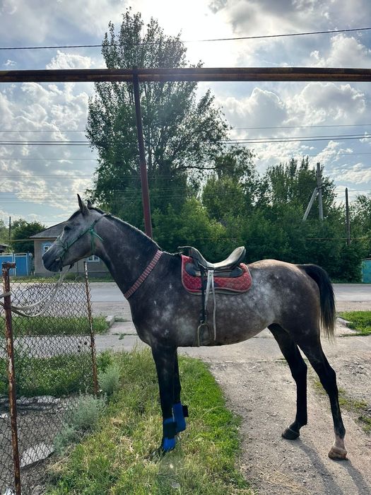 Продам.   лошадь