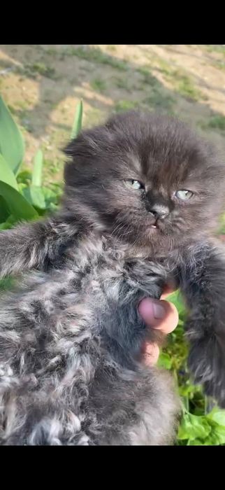 Scottish fold va stright zotli mushuklar